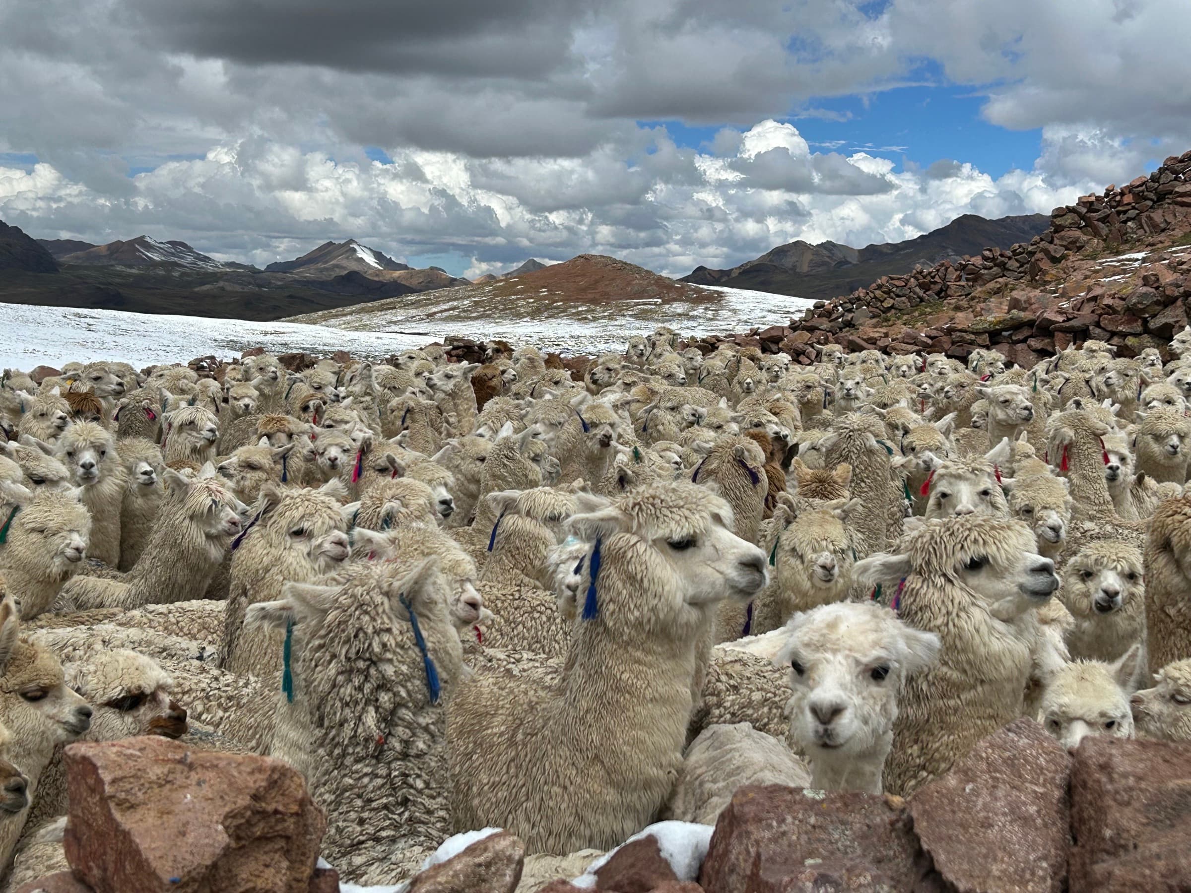 Stado na wysokogórskiej trasie w Peru.