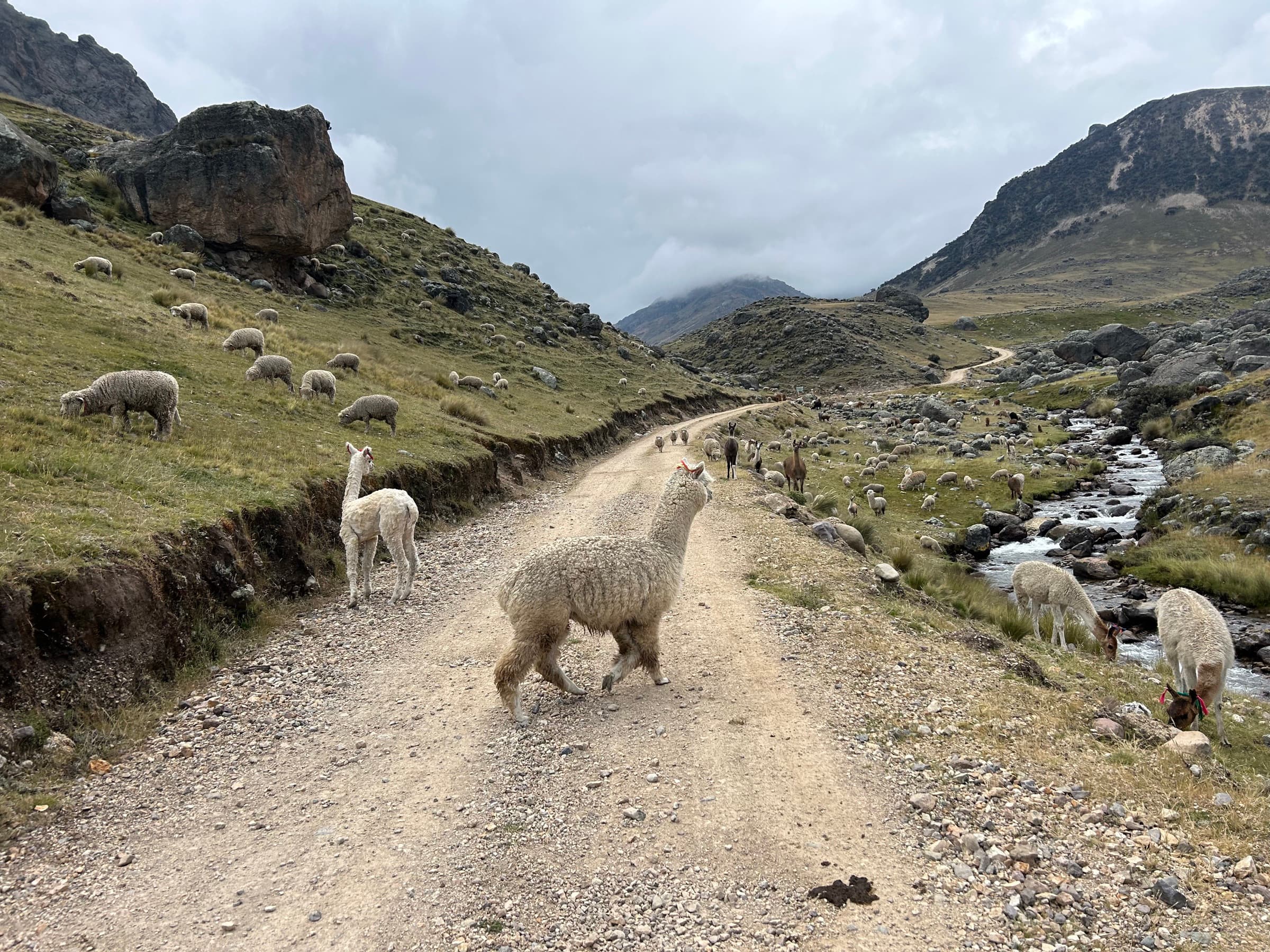 Owce na drodze Peru Divide.