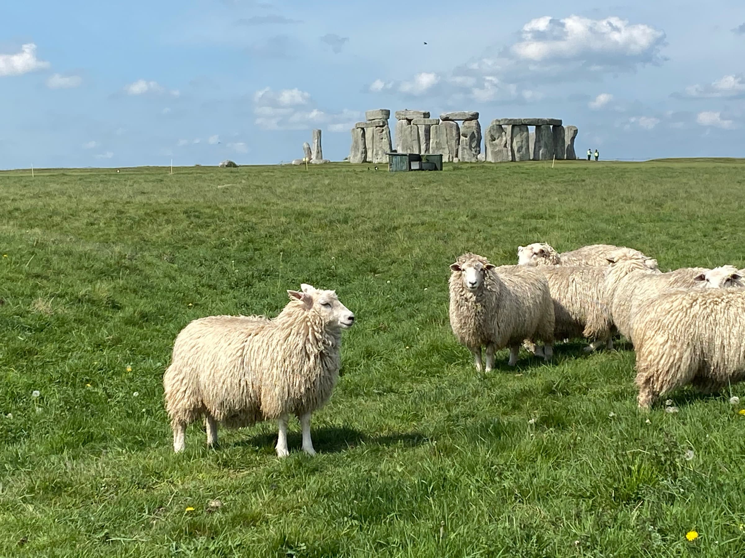 Stonehenge za owcami na łące.